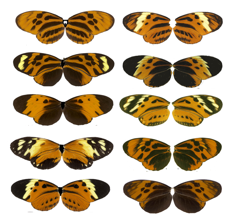 butterfly2.png