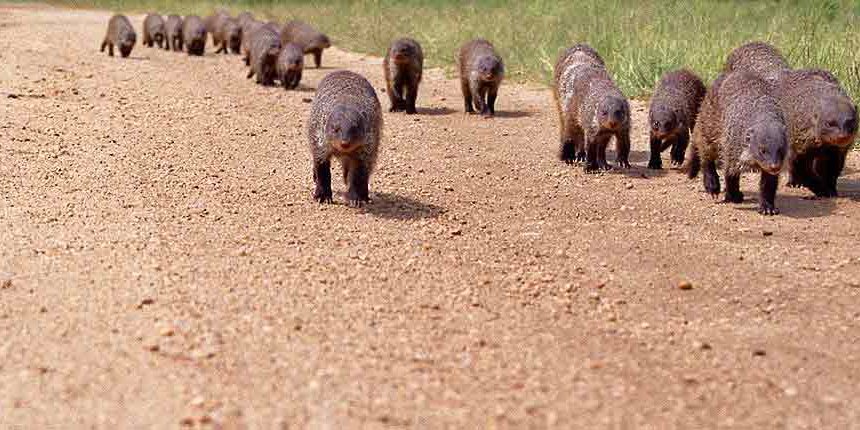 Mongoose 2000
