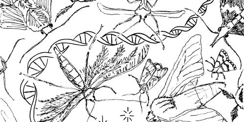 black and white banner with moth illustrations